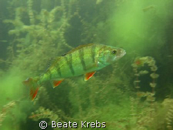 A freshwater Perch at a lake near by, taken with Canon S7... by Beate Krebs 